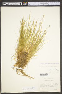 Carex brunnescens subsp. sphaerostachya image