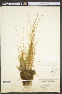 Carex brunnescens subsp. sphaerostachya image