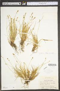 Carex brunnescens subsp. sphaerostachya image