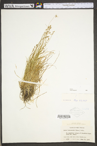 Carex brunnescens subsp. sphaerostachya image