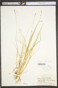 Carex brunnescens subsp. sphaerostachya image