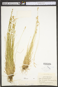 Carex brunnescens subsp. sphaerostachya image