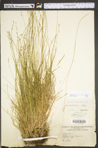 Carex brunnescens subsp. sphaerostachya image