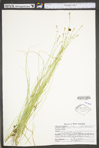 Carex brunnescens subsp. sphaerostachya image