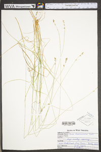 Carex brunnescens subsp. sphaerostachya image