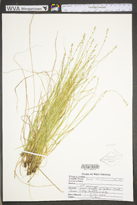 Carex brunnescens subsp. sphaerostachya image