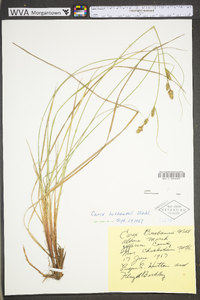 Carex buxbaumii image