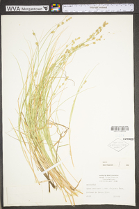 Carex canescens subsp. canescens image