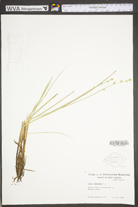 Carex canescens subsp. canescens image