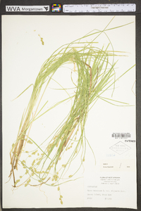 Carex canescens subsp. canescens image