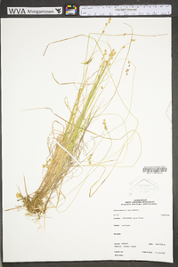 Carex canescens subsp. canescens image