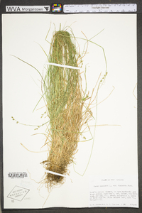 Carex canescens subsp. canescens image