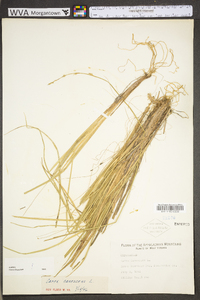 Carex canescens subsp. canescens image