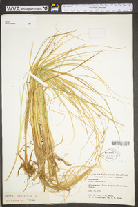 Carex canescens subsp. canescens image