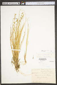 Carex canescens subsp. canescens image