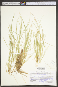 Carex canescens subsp. canescens image