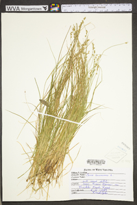 Carex canescens subsp. canescens image