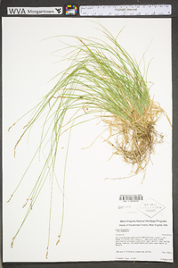 Carex canescens subsp. canescens image