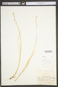 Carex canescens subsp. canescens image