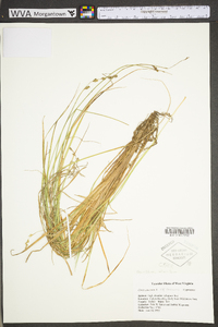 Carex canescens subsp. canescens image