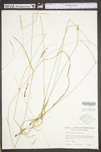 Carex caroliniana image