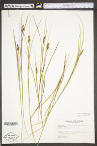 Carex caroliniana image