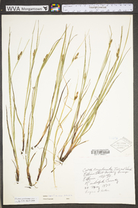 Carex caroliniana image