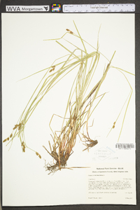 Carex caroliniana image