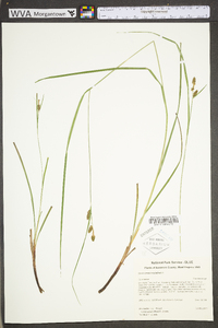 Carex caroliniana image