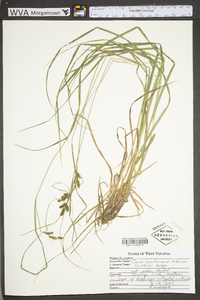 Carex caroliniana image