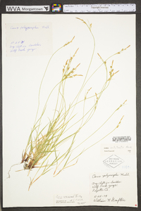 Carex communis var. communis image