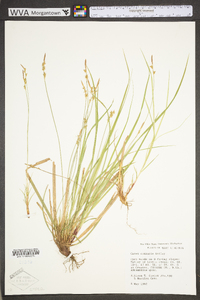 Carex communis var. communis image