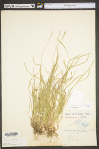 Carex communis var. communis image