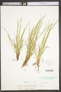 Carex communis var. communis image