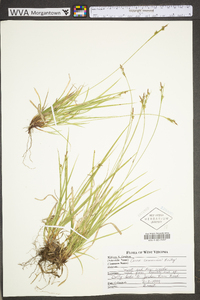 Carex communis var. communis image