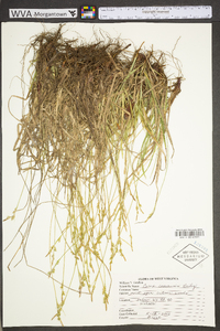 Carex communis var. communis image