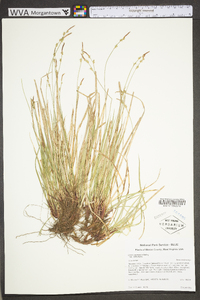 Carex communis var. communis image