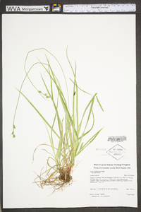 Carex communis var. communis image