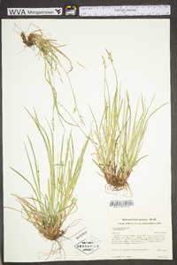 Carex communis var. communis image