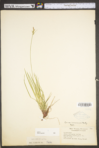 Carex communis var. communis image