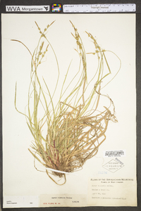 Carex communis var. communis image