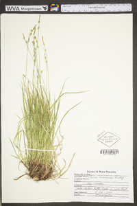 Carex communis var. communis image