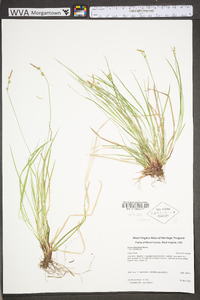 Carex communis var. communis image