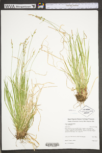 Carex communis var. communis image