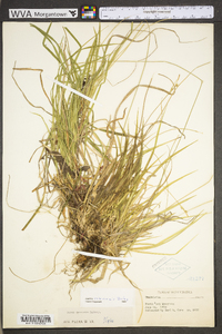 Carex communis var. communis image