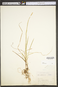 Carex communis var. communis image