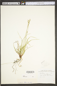 Carex communis var. communis image