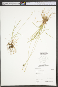 Carex communis var. communis image