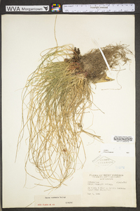 Carex communis var. communis image