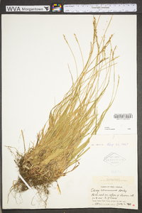 Carex communis var. communis image